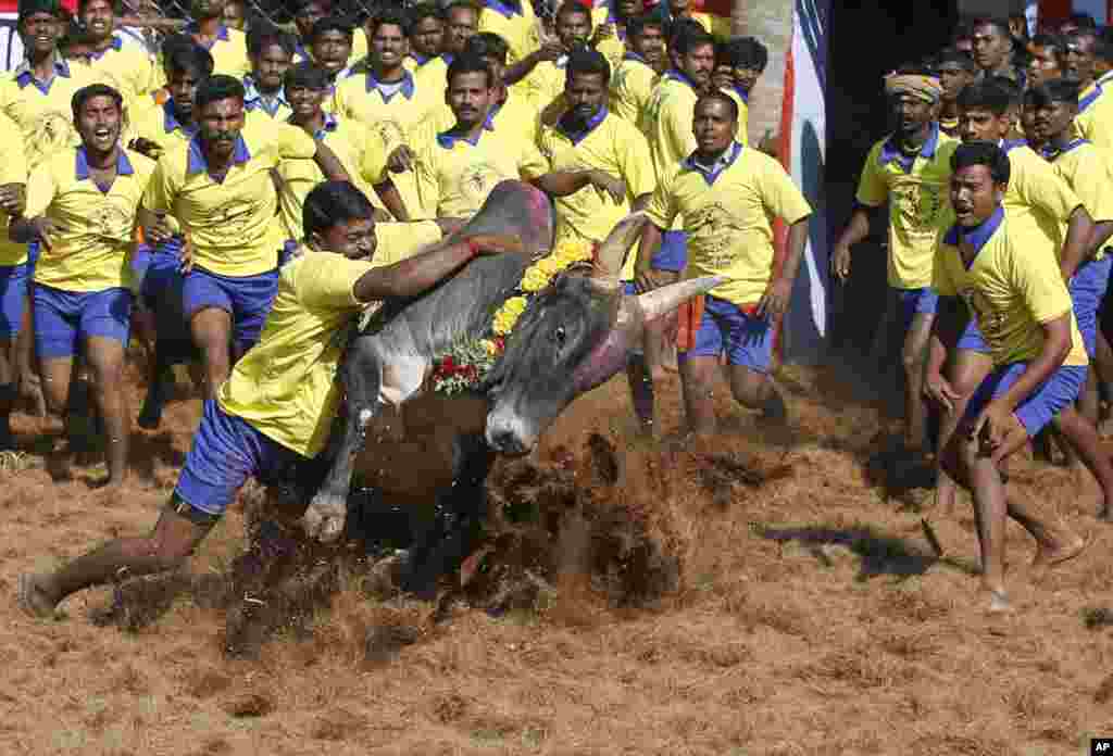 Bull tamers try to control a bull during the bull-taming sport called Jallikattu, in Palamedu, about 575 kilometers (359 miles) south of Chennai, India, January 15, 2013. 