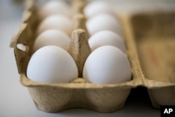 지난 7일 독일 크레펠트 화학· 수의학 연구소에서 조사중인 달걀 표본.