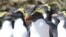 Northern rockhopper penguins on the island of Tristan da Cunha in the South Atlantic. (Andy Schofield/Pew Charitable Trust via AP)
