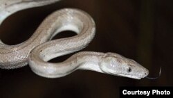 A close up of the new Conception Bank silver boa. Image Credit Graham Reynolds