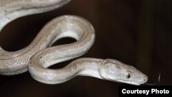 Ular boa perak atau silver boa yang baru saja ditemukan di Kepulauan Bahama. (Courtesy Graham Reynolds)