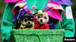 A reveller takes part with her dogs in the annual halloween dog parade at Manhattan’s Tompkins Square Park in New York, U.S. October 22, 2016.