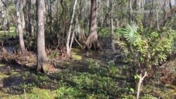 National Parks Visitor Jazzed by Louisiana