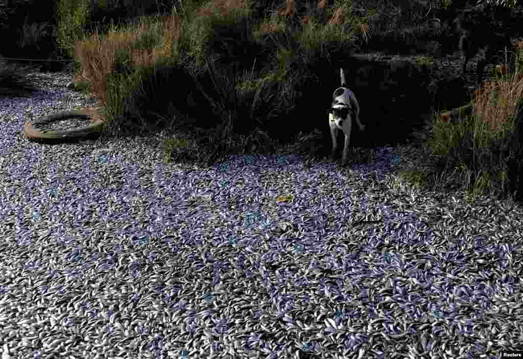 A dog looks at thousands of dead sardines washed up on the shores of the Laraquete River, as local authorities say the fish might have died due to a lack of oxygen in the water, in Laraquete, Chile.