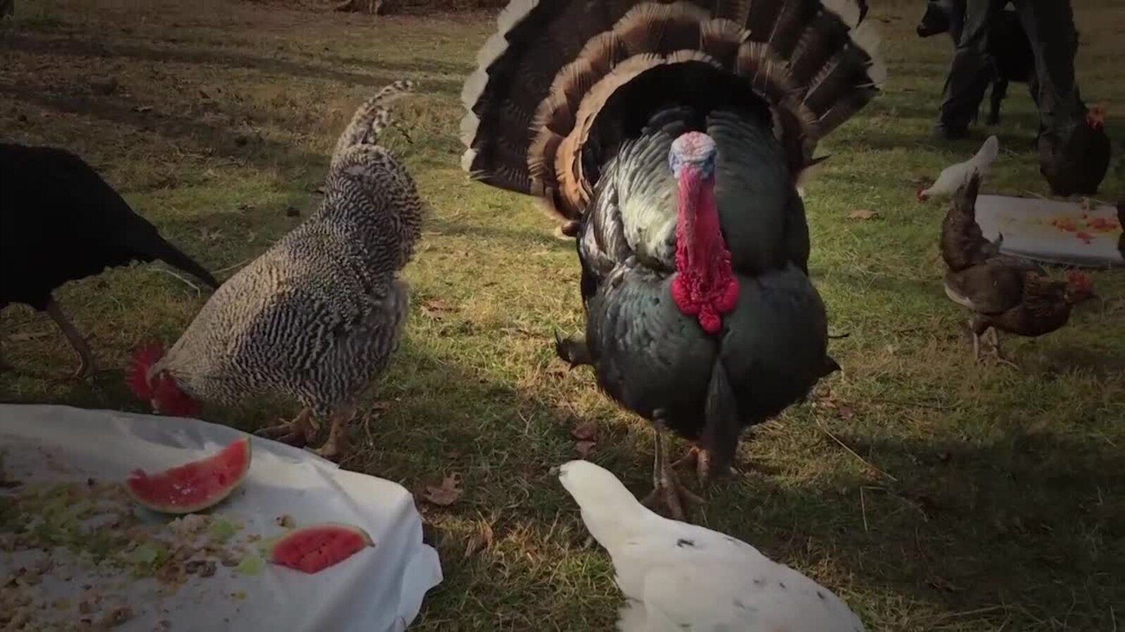 Warung VOA: Perayaan Thanksgiving di Amerika (2)