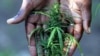 Le Malawi se lance dans la production industrielle du cannabis