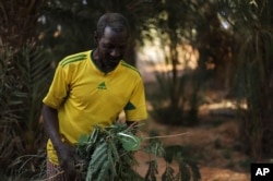 El agricultor Med Mahmoud trabaja en su granja de palmeras en Chinguetti, Mauritania, 4 de febrero de 2025.