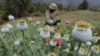 Mexico Army Fights Surge in Violence for Control of Poppy Country