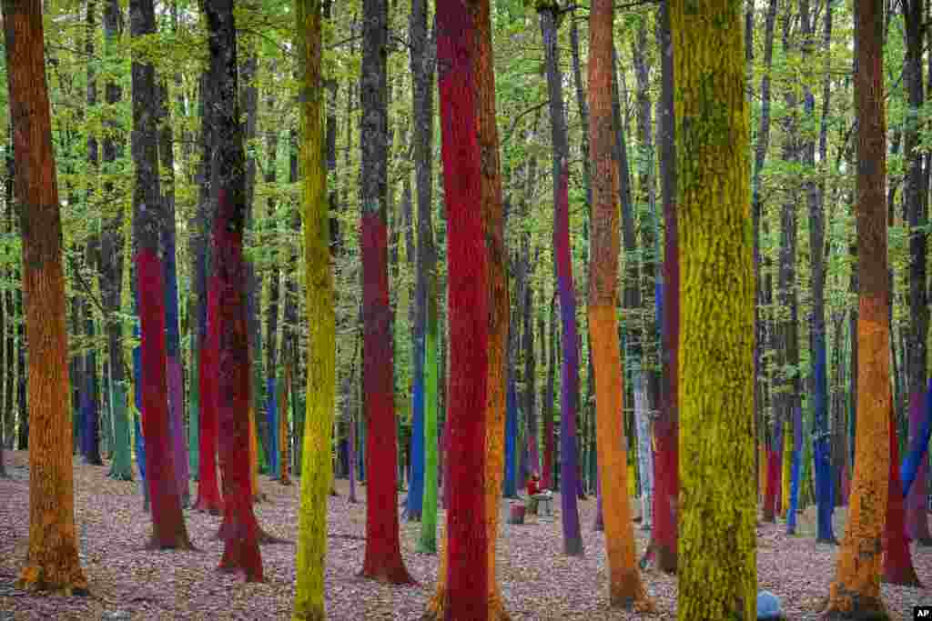 A young man sits in The Colored Forrest, in the village of Poienari, southern Romania, a project by local artists, meant to raise awareness to the large scale deforestation due to excessive logging, Oct. 12, 2024.