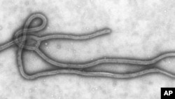 Ebola virus