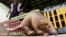 FILE- A Malaysian pangolin walks past cages containing 45 others as a wildlife officer watches in Kuala Lumpur, Aug. 8, 2002. 