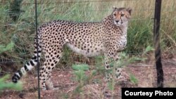 Fences block many of the hunting routes of cheetahs. (Credit: John Wilson)