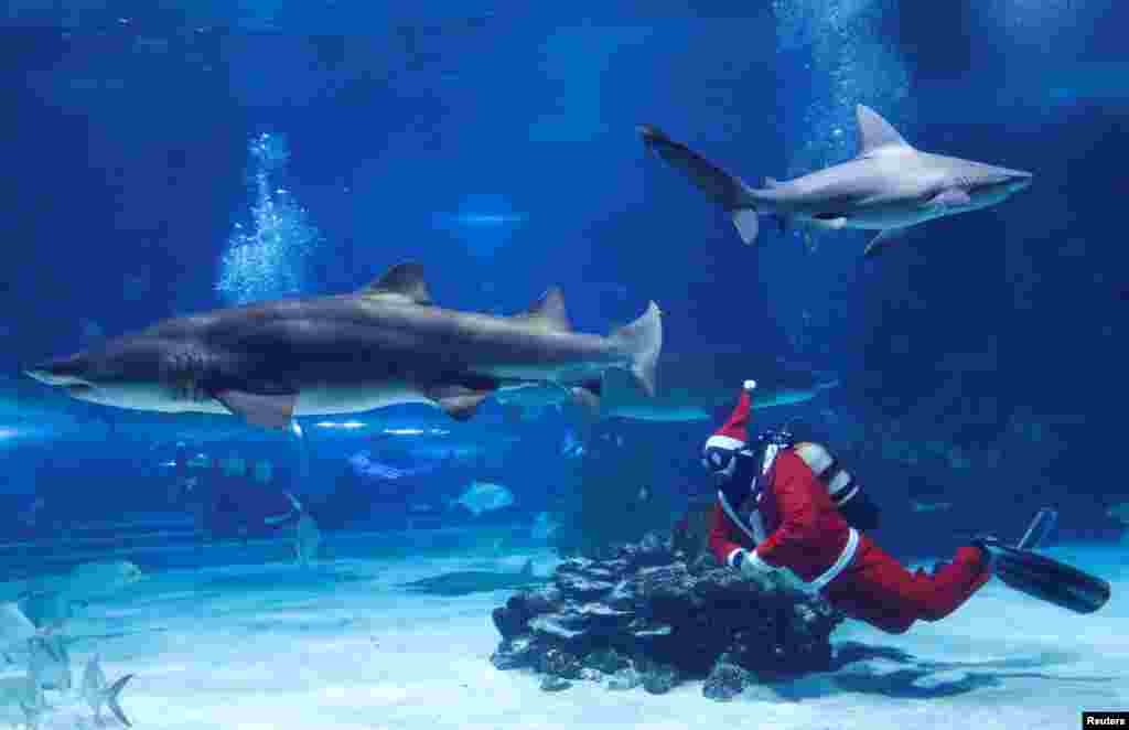 ဟန်ဂေရီနိုင်ငံ ဘူဒါပက်စ် မြို့တော်က Tropicarium ငါးပြတိုက်မှာ စင်တာရေငုပ်ဘိုးဘိုး ငါးလေးတွေနဲ့ ရေကူးခဲ့ပါတယ်။ (၆ ဒီဇင်ဘာ ၂ ၂၀၁၈)