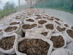 In this April 9, 2019, photo released by the National Parks Board, over 12 tons of pangolin scales are displayed in an undisclosed site in Singapore.
