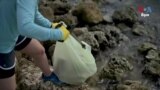 Volunteer Group Helps Clean Miami Beaches