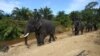 Patroli petugas yang menaiki gajah di koridor Taman Nasional Leuser, Aceh Selatan, April 2016. (AFP/Chaideer Mahyuddin)