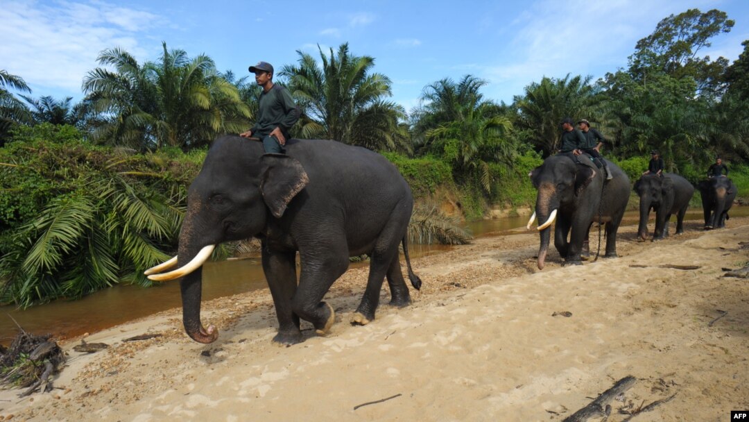 Patroli petugas yang menaiki gajah di koridor Taman Nasional Leuser, Aceh Selatan, April 2016. (AFP/Chaideer Mahyuddin)