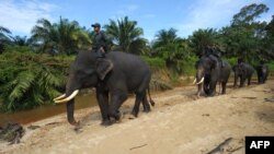 Patroli petugas yang menaiki gajah di koridor Taman Nasional Leuser, Aceh Selatan, April 2016. (AFP/Chaideer Mahyuddin)