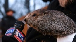 Sortie du terrier de la marmotte Phil en Pennsylvanie