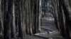 Tim Green, dari Sidney, Australia, berlari di sekitar "Wood Line" karya seniman Andy Goldsworthy di sepanjang hutan kayu putih di The Presidio, San Francisco, 7 Januari 2014. (Foto AP / Marcio Jose Sanchez)