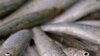 DNA Tests Prove Worms in Sardine Cans are Kosher