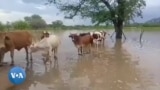 Villagers Say Cattle Recovering Well in Matabelelend South