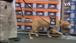 911 Anniversary-TSA Canines -- USAGM