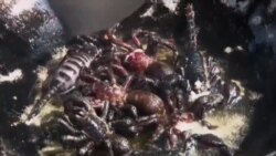 ထူးခြားဆန်းပြား သတင်းများ