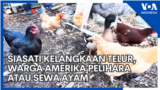 Siasati Kelangkaan Telur, Warga Amerika Pelihara atau Sewa Ayam