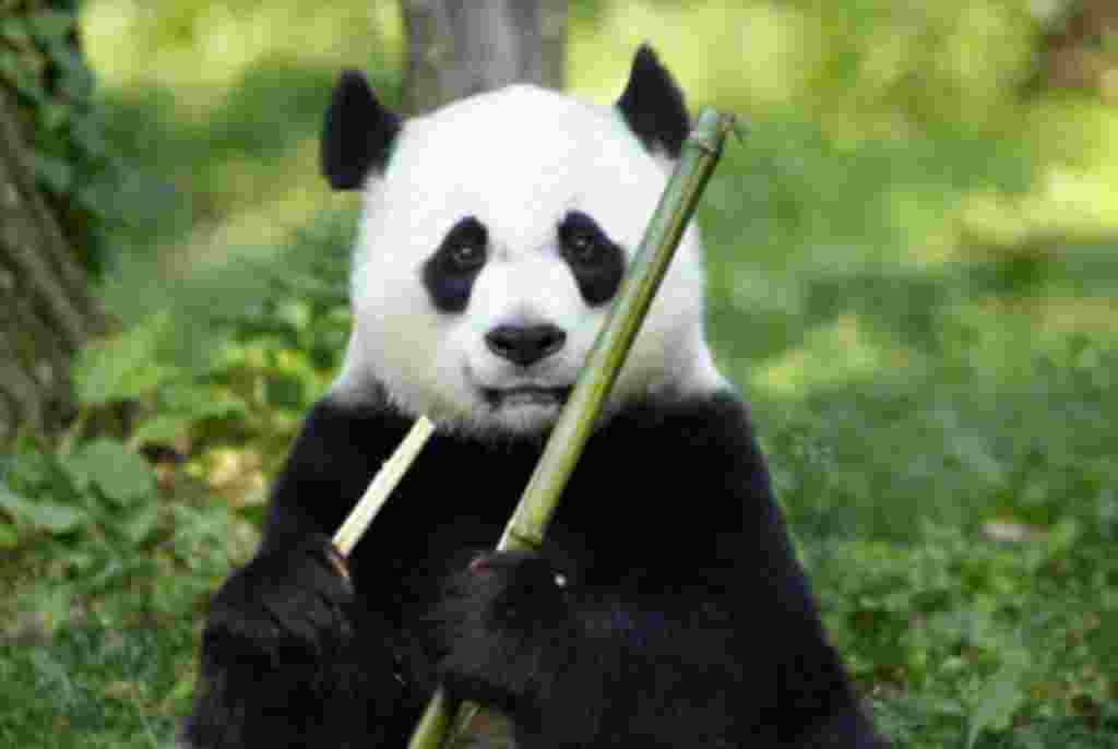 Tian Tian nació en el Centro de investigación y Conservación del panda gigante de China, en Wolong el 27 de agosto de 1997.