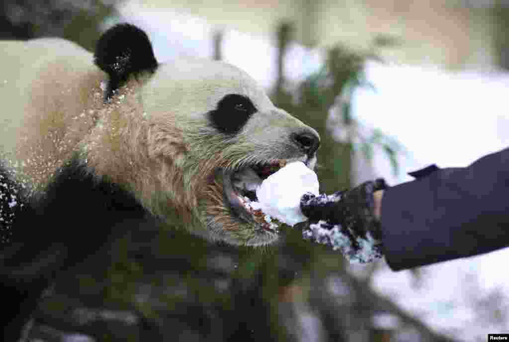 Seorang pengunjung memberi seekor panda bola salju di kebon binatang kota Kunming, provinsi Yunnan, China.