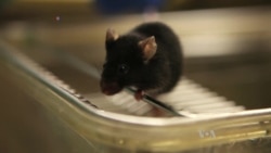 New Compound Shows Promise in Treating Alzheimer's - in Mice