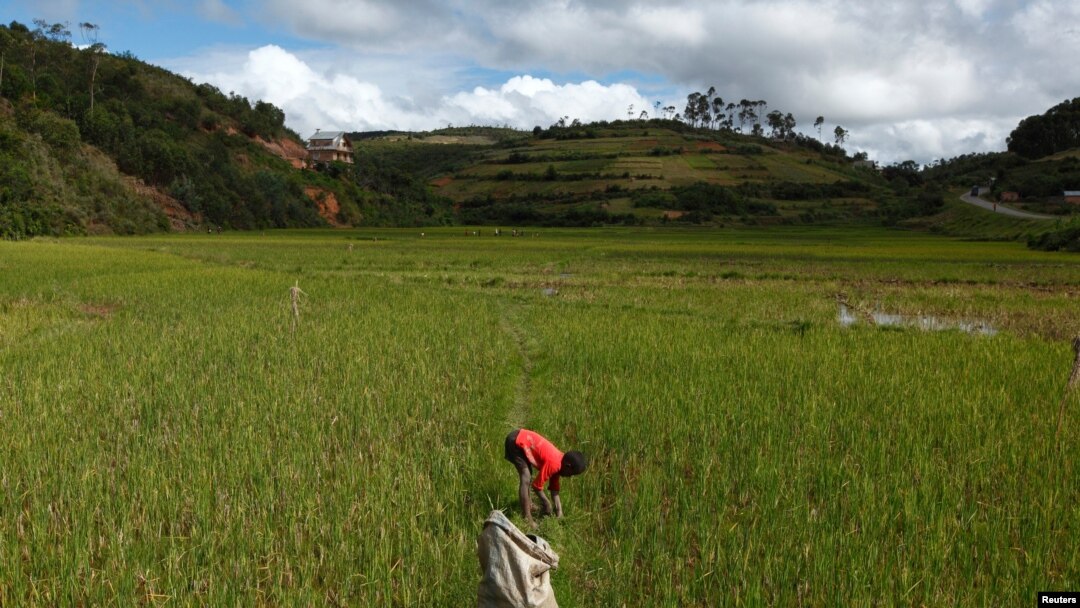 FILE - A young boy collects grass in a harvested rice paddy field to feed to cattle outside the village of Andranovelona, around 55 km (34 miles) north of Madagascar's capital city Antananarivo.