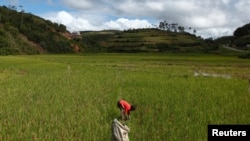 FILE - A young boy collects grass in a harvested rice paddy field to feed to cattle outside the village of Andranovelona, around 55 km (34 miles) north of Madagascar's capital city Antananarivo.