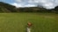 FILE - A young boy collects grass in a harvested rice paddy field to feed to cattle outside the village of Andranovelona, around 55 km (34 miles) north of Madagascar's capital city Antananarivo.