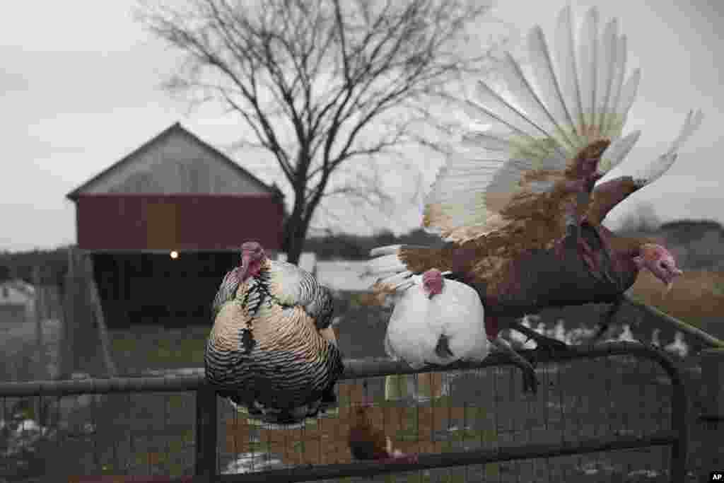 Nyu-York shtati&nbsp;