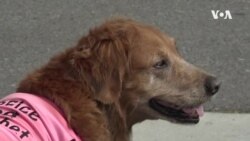 Dog Suring Trend ...