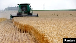 FILE - A combine drives over stalks of soft red winter wheat during the harvest on a farm in Dixon, Illinois, July 16, 2013.