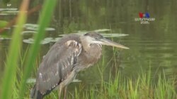 Միացյալ Նահանգների Էվերգլեյդս ազգային պարկը դեռևս շարունակում է վտանգված մնալ