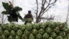 A farm worker stacks cauliflower harvested on a farm on a truck outside Peshawar, Pakistan January 29, 2018. 