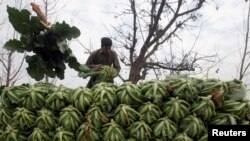 A farm worker stacks cauliflower harvested on a farm on a truck outside Peshawar, Pakistan January 29, 2018. 