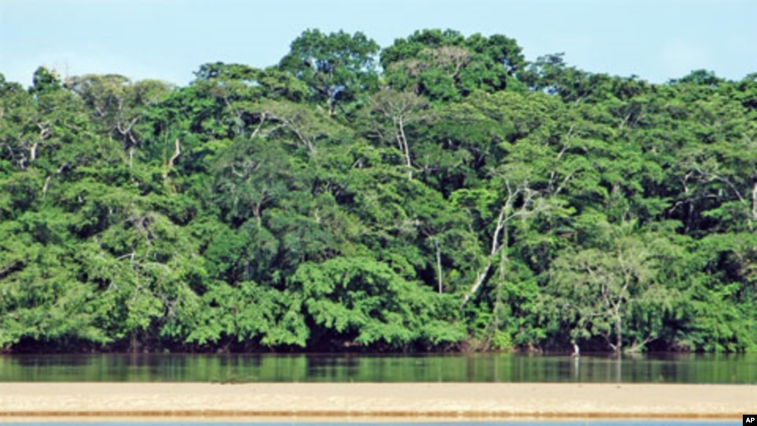 FILE - The Dzanga-Ndoki National Park and Dzanga-Sangha dense forest special reserve are located in the rainforest in the southwestern part of the Central African Republic, Congo Basin. 