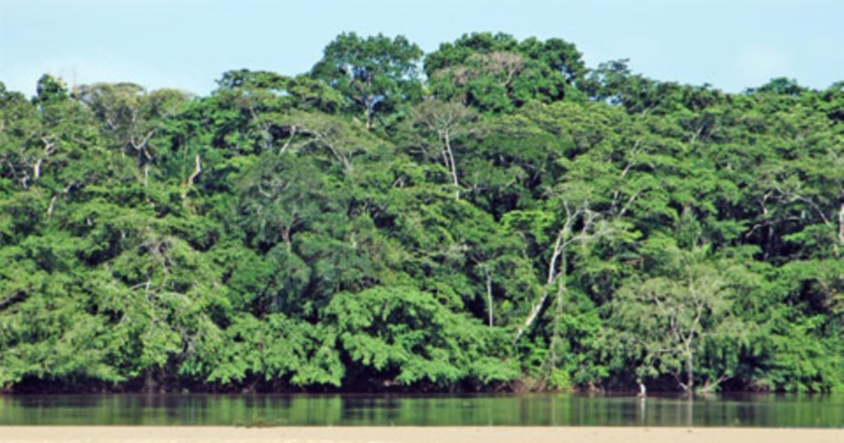 Breakthrough Agreement Will Combat Illegal Timber Trade in Congo