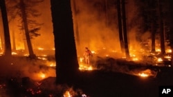 Seorang petugas damkar berusaha meredam kobaran api kebakaran hutan "Dixie Fire" di hutan nasional Lassen, California (26/7).