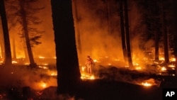 A firefighter uses a drip torch to ignite vegetation while trying to stop the Dixie Fire from spreading in Lassen National Forest, Calif., July 26, 2021. 