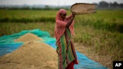 FILE - A farmer drops rice crop while working in a paddy field on the outskirts of Guwahati, India, on June 6, 2023. 