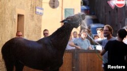 The horse of the Onda parish is refreshed by a groom outside the stall after the second practice for the Palio of Siena, Italy, Aug. 14, 2017. 