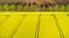 Foto udara menunjukkan ladang bunga rapa warna kuning yang sedang mekar di Lower Rhine, Sonsbeck, Jerman.