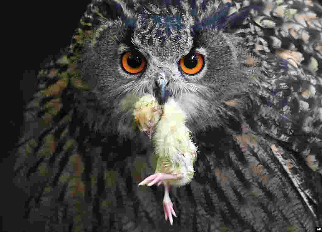 An eagle owl holds a little dead bird in his beak at his enclosure in a park in Essen, Germany.