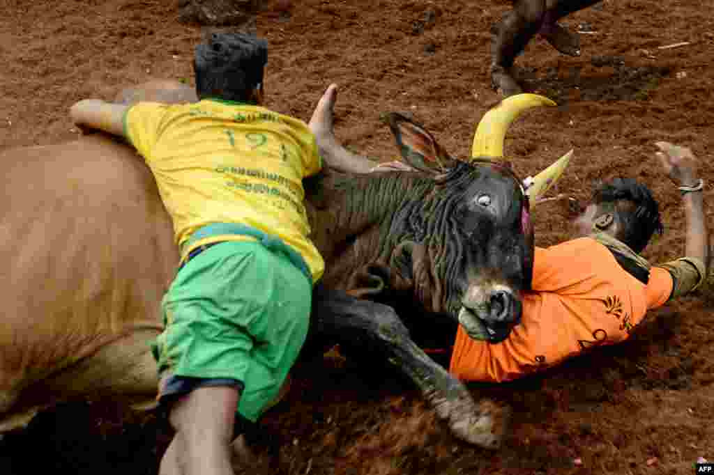 Participants try to control a bull during an annual bull taming event, called Jallikattu, in the village of Avaniyapuram, on the outskirts of Madurai, India.